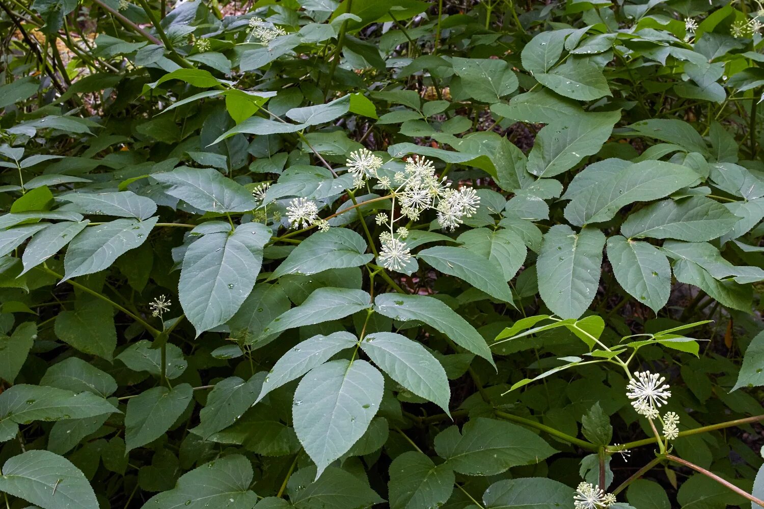 Аралия маньчжурская. Аралия маньчжурская кустарник. Аралия маньчжурская дерево. Аралия маньчжурская колючая. Аралия elata.