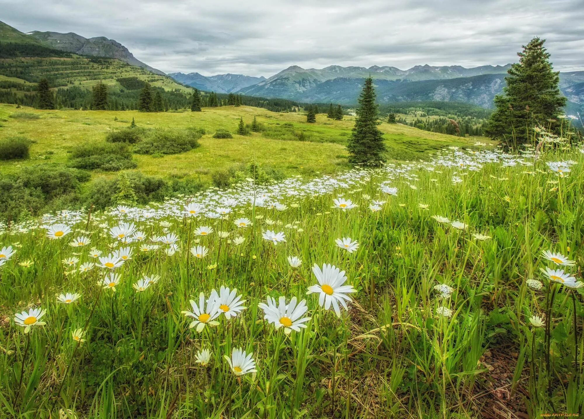 Keu kz. Палусские Луга. Лесная Поляна Башкирия. Башкирия природа Луга. Природа Башкирии Луга Поляна.