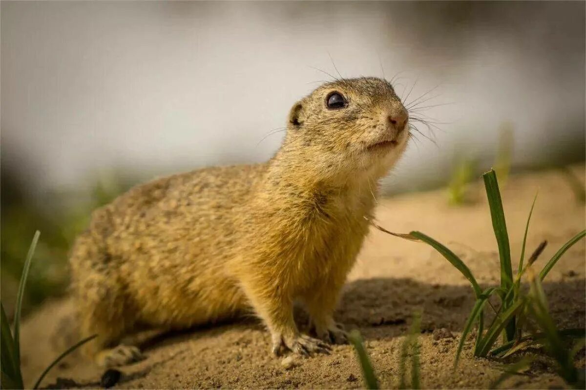 Суслик питание. Европейский суслик (Spermophilus citellus). Желтый суслик Spermophilus fulvus. Суслик малый красная книга Крыма. Суслик Сибирский.