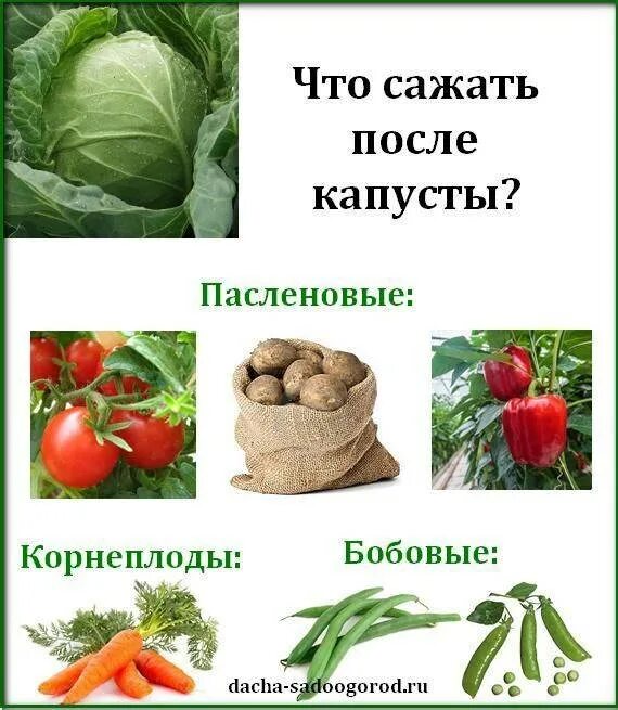 Какой овощ после какого сажать. Что сажать после капусты. Что посадить после капусты. Что сажать после капусты на следующий год. Что можно посадить после капусты.