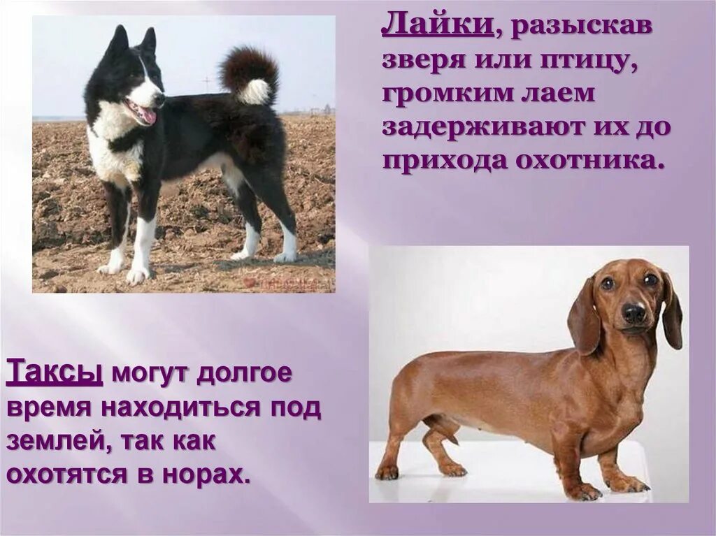 Кошки и собаки 2 класс. Доклад про домашних собак. Презентация на тему собаки. Проект про собак. Проект породы собак.