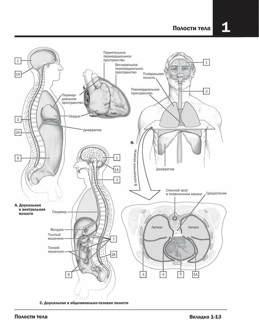 Атлас раскраска неттера. Джон Хансен анатомия Неттера атлас-раскраска. Неттер атлас анатомии раскраска. Анатомия Неттера атлас- Раскрашенная. Неврология. Атлас с иллюстрациями Неттера.