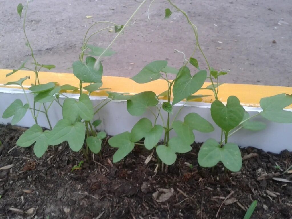 вьюн ипомея. вьюн ипомея. ипомея вьюнковая. ипомея пурпурная. ипомея квамоклит.