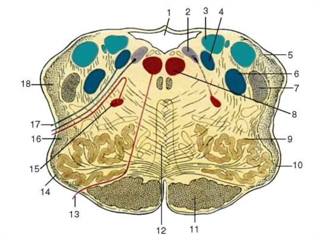 Поперечный срез продолговатого мозга схема. Продолговатый мозг горизонтальный разрез на уровне оливы. Поперечный срез продолговатого мозга ядра. Фронтальное сечение продолговатого мозга.