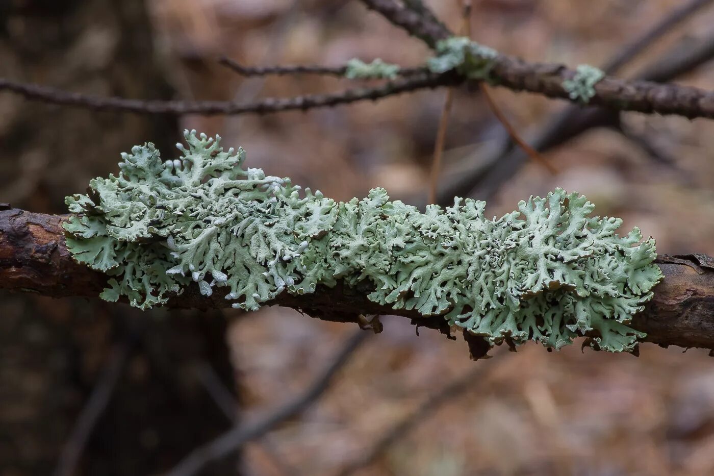 Лишайник на ели. Гипогимния (Hypogymnia physodes). Гипогимния вздутая лишайник. Листоватые лишайники Гипогимния. Пармелия вздутая.