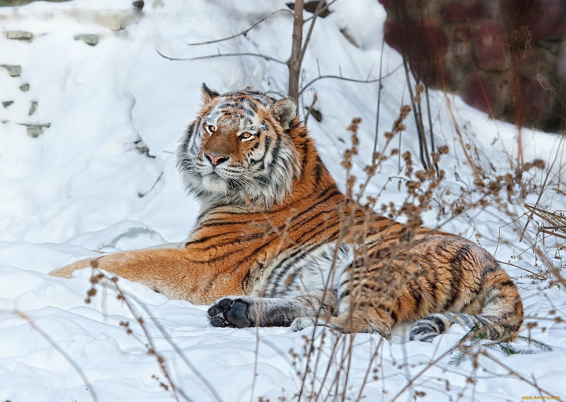 Фото тигов. Уссурийский тигр и Амурский тигр. Уссурийский (Амурский) тигр Уссурийский (Амурский) тигр. Уссурийская Тайга Амурский тигр. Уссурийский тигр.