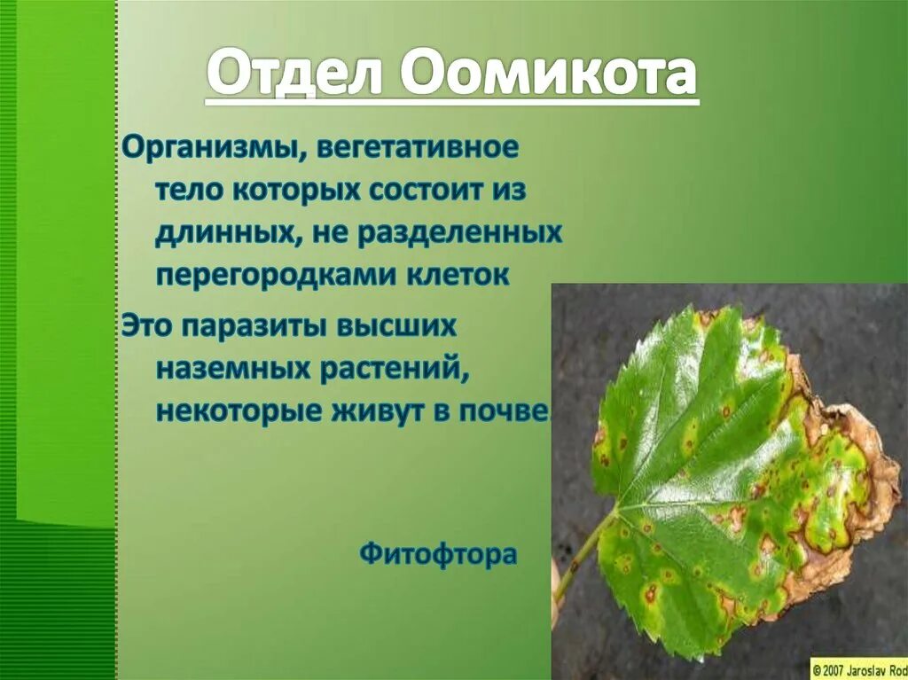 Презентация общая характеристика грибов 7 класс биология. Отдел Оомикота грибы представители. Отдел Оомикота. Отдел Оомикота кратко. Строение тела Оомикота.