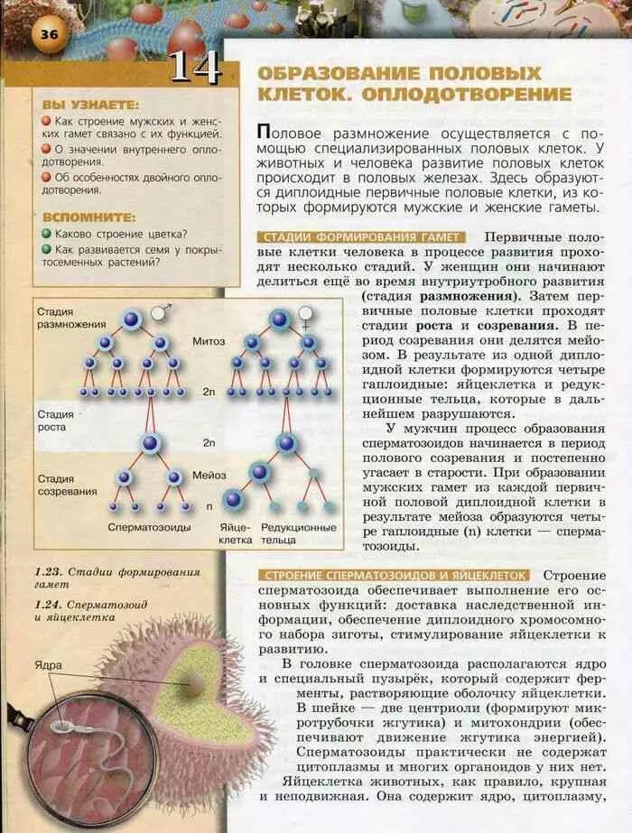 Темы по биологии 10 11