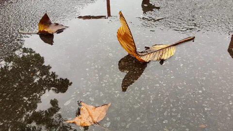 Весной дождь парит