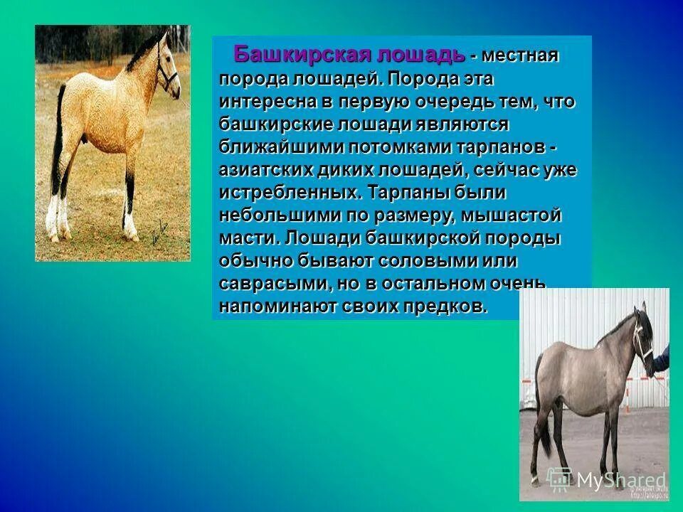 Как переводится пород. Тарпан лошадь башкиры. Лошадь для презентации. Башкирская порода лошадей. Башкирские лошади презентация.