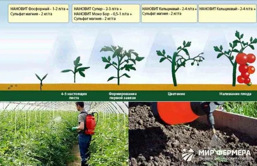 Удобряют ли помидоры. Схема удобрения томатов в теплице. Подкормить удобрениями томаты в теплице. Подкормка помидоров после высадки в теплицу. Схема подкормки тепличных томатов.