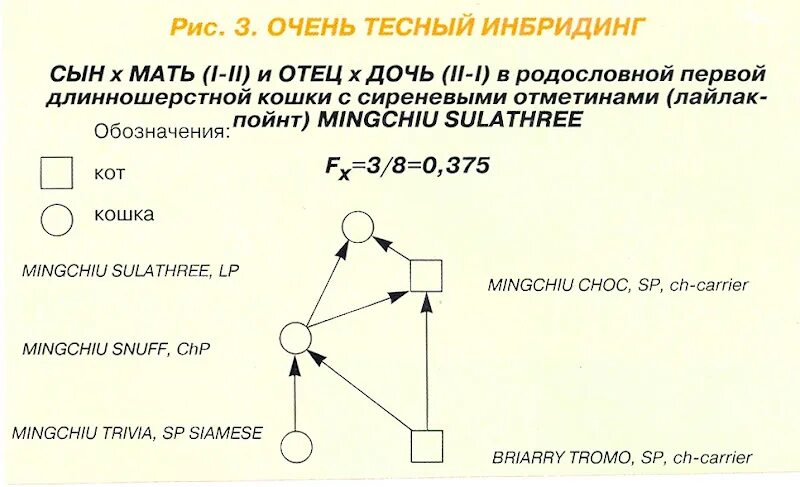 Инбридинг характеристика. Инбридинг схема. Инбридинг близкородственное скрещивание. Тесный инбридинг схема. Схема инбридинга кошек.