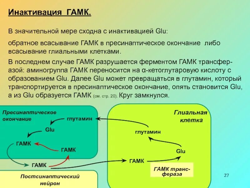 Какой фермент разрушает. Механизм инактивации ГАМК. Регуляторный фермент ГАМК шунта. Фермент, разрушающий ГАМК. Синтез ГАМК.