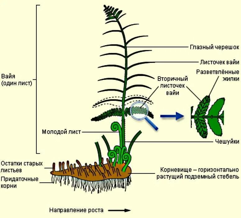 Какие органы отсутствуют у папоротников. Папоротник орляк строение. Строение корневища папоротника. Строение вайи папоротника. Папоротник орляк органы растения.