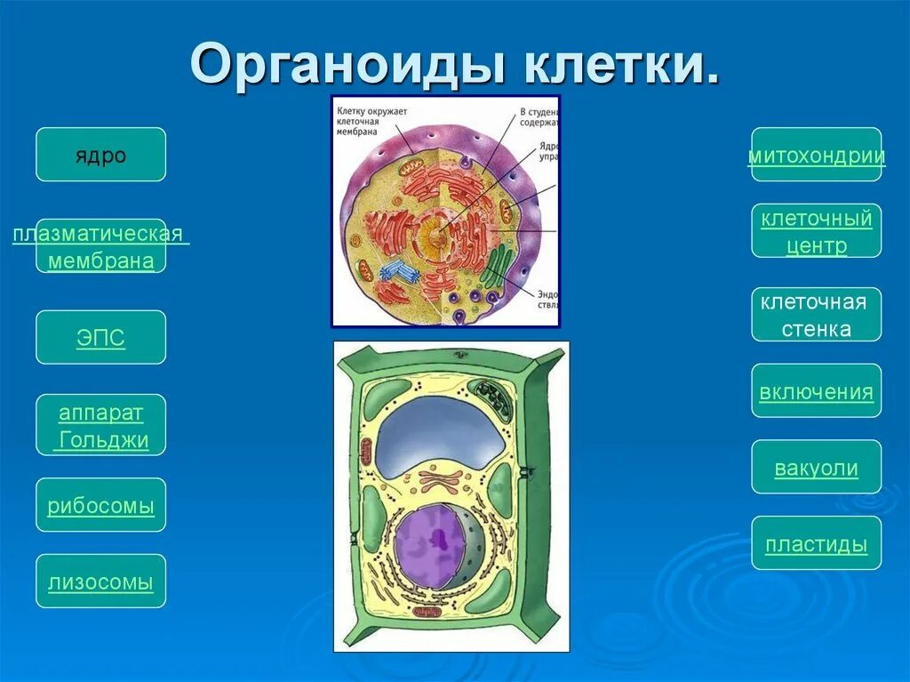 Выполняет функцию мембранных органоидов. Выполняет функцию мембранных органоидов