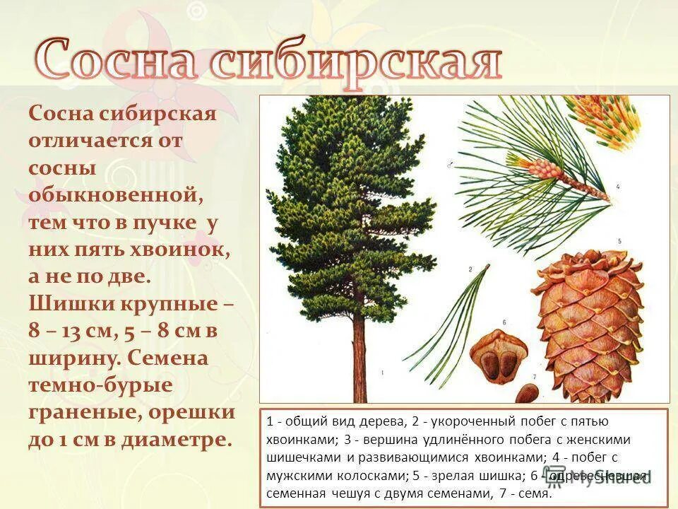 Значение слова кедр. Сосна Сибирская Кедровая описание хвоинок. Кедр строение хвоинок кедра. Сосна Кедровая Сибирская описание шишка. Сосна Кедровая форма хвоинок.