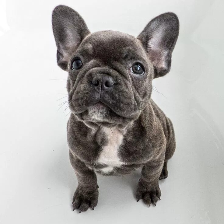 Pin on french bulldog