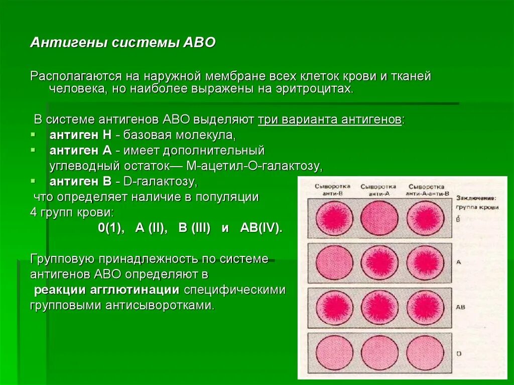 Эритроцитарные антигены и антитела системы АВО. Система АВО иммунных. Антигены эритроцитов человека (система ав0).. Антигенные системы крови по Abo. Эритроцитарные группы крови