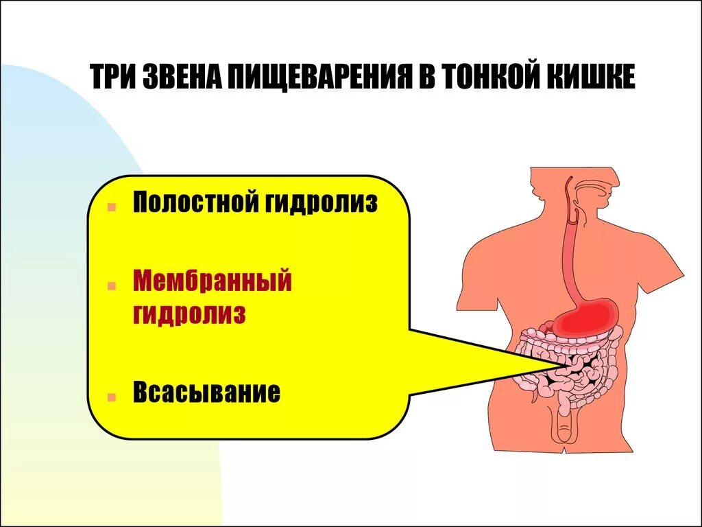 Гидролиз в пищеварении. Три звена пищеварения в тонкой кишке. Пищеварение в кишечнике физиология. Этапы пищеварения.