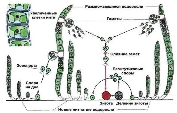 Какое поколение у водорослей. Жизненный цикл зеленых водорослей схема. Цикл развития зеленых водорослей схема. Зеленые водоросли образуют зооспоры. Жизненный цикл зооспоры.