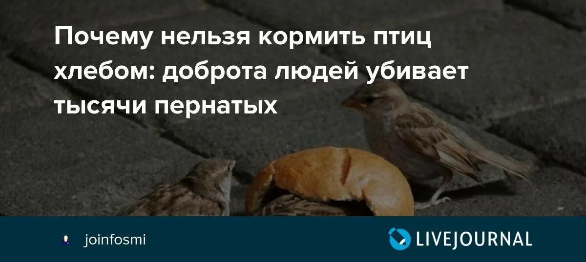 Почему нельзя кормить птиц хлебом. Почему нельзя кормить птиц. Почему птицам нельзя давать хлеб. Уток нельзя кормить хлебом.