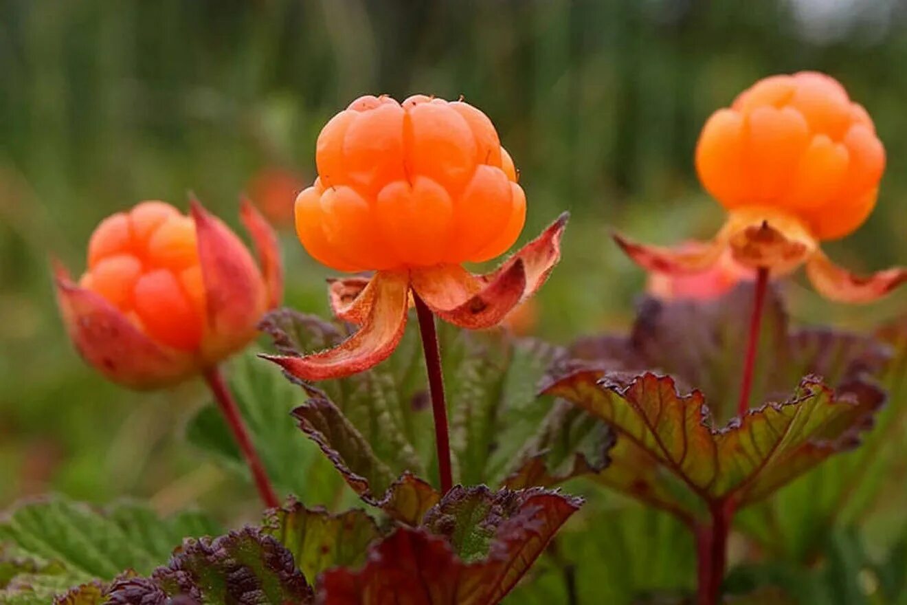 Cloudberry. Морошка Болотная. Царская ягода Морошка. Болотная ягода Морошка. Ягоды Карелии Морошка.