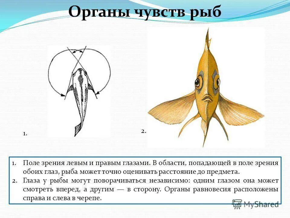 Органы слуха у рыб находятся. Органы чувств у рыб 7 класс биология. Органы чувств рыб по биологии 7 класс. Особенности строения органов чувств у рыб. Органы осязания у рыб.