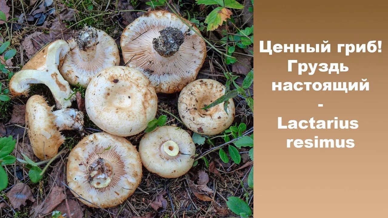 Гриб белый груздь ложный. Гриб скрипуха и белый груздь. Гриб горчак крымский. Белый груздь ложный и настоящий. Степные грузди грибы.