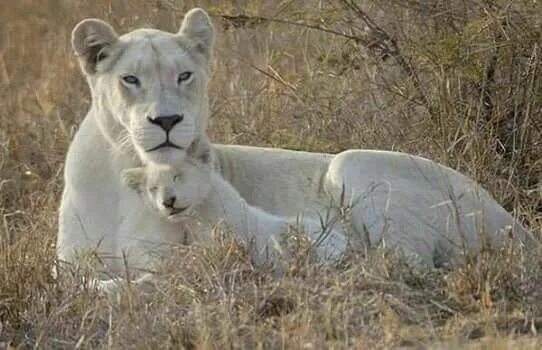 Beautiful White Lion (With images) White lion, Big cat rescue, Big cats