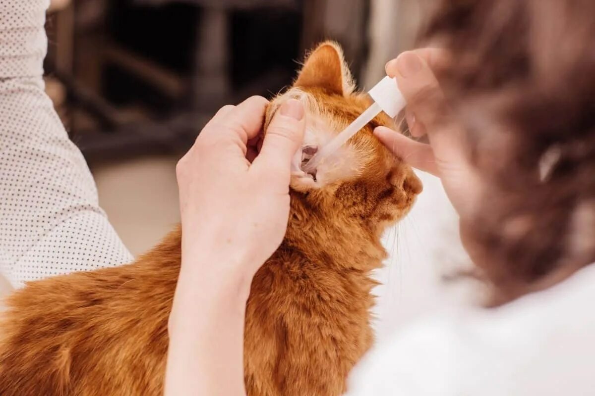 Как почистить кошке уши в домашних. Отодектоз Ветеринария возбудитель. Чесоточный клещ (отодектоз).