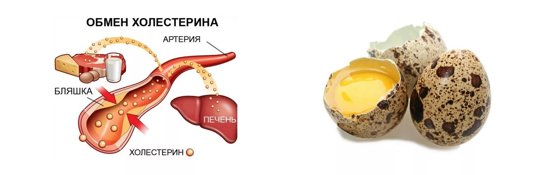Сколько холестерина в яйце. Яичный холестерин. Холестерин в яйцах. Холестерин в сырых яйцах. В яйцах есть холестерин.