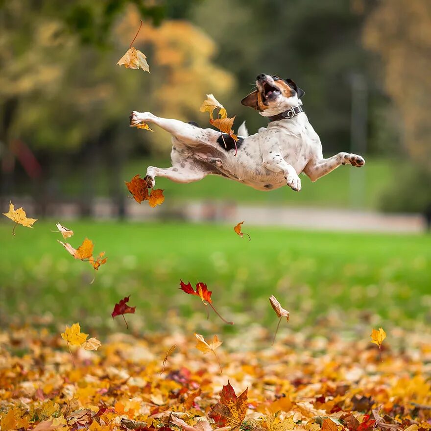 Будем жить на позитиве. Осень радость. Осеннее настроение. Позитивная осень. Доброе утро осень животные.