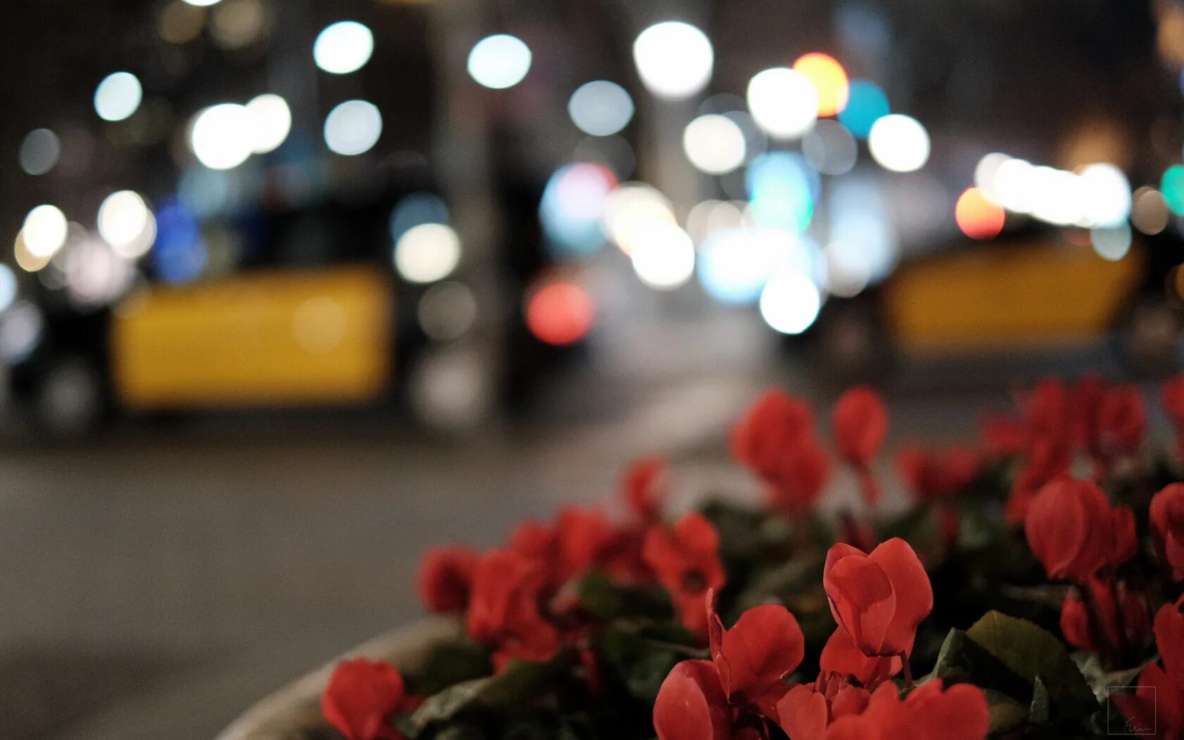 Street of flowers. Цветы на фоне города. Цветы боке. Цветы на улице. Цветы на улице ночью.