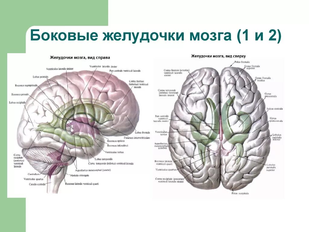 Правый желудочек головного. Схема системы желудочков головного мозга. Желудочки головного мозга человека анатомия. Третий желудочек головного мозга анатомия. 4 Желудочек головного мозга анатомия.