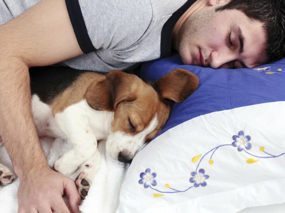 Сон собаки защищают. Парень с собакой.