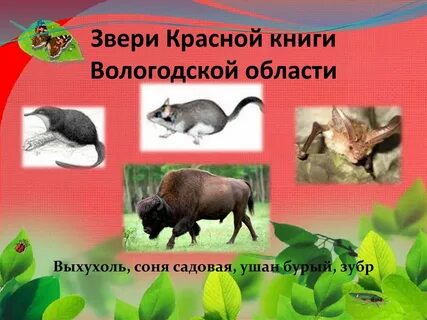 Красная книга вологодской животные