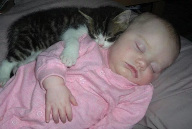 Кот не любит детей. Кошка и младенец. Кот для детей. Кошка для малышей.