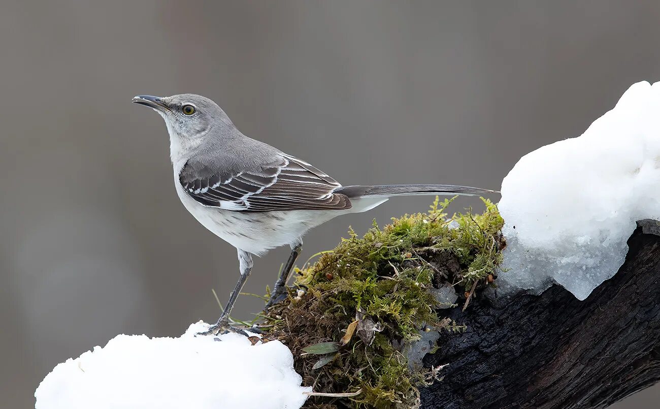 Дрозд пересмешник. Белобровый певчий пересмешник. Многоголосый пересмешник. Северный пересмешник. Многоголосый пересмешник.