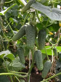 Огурец кустовой