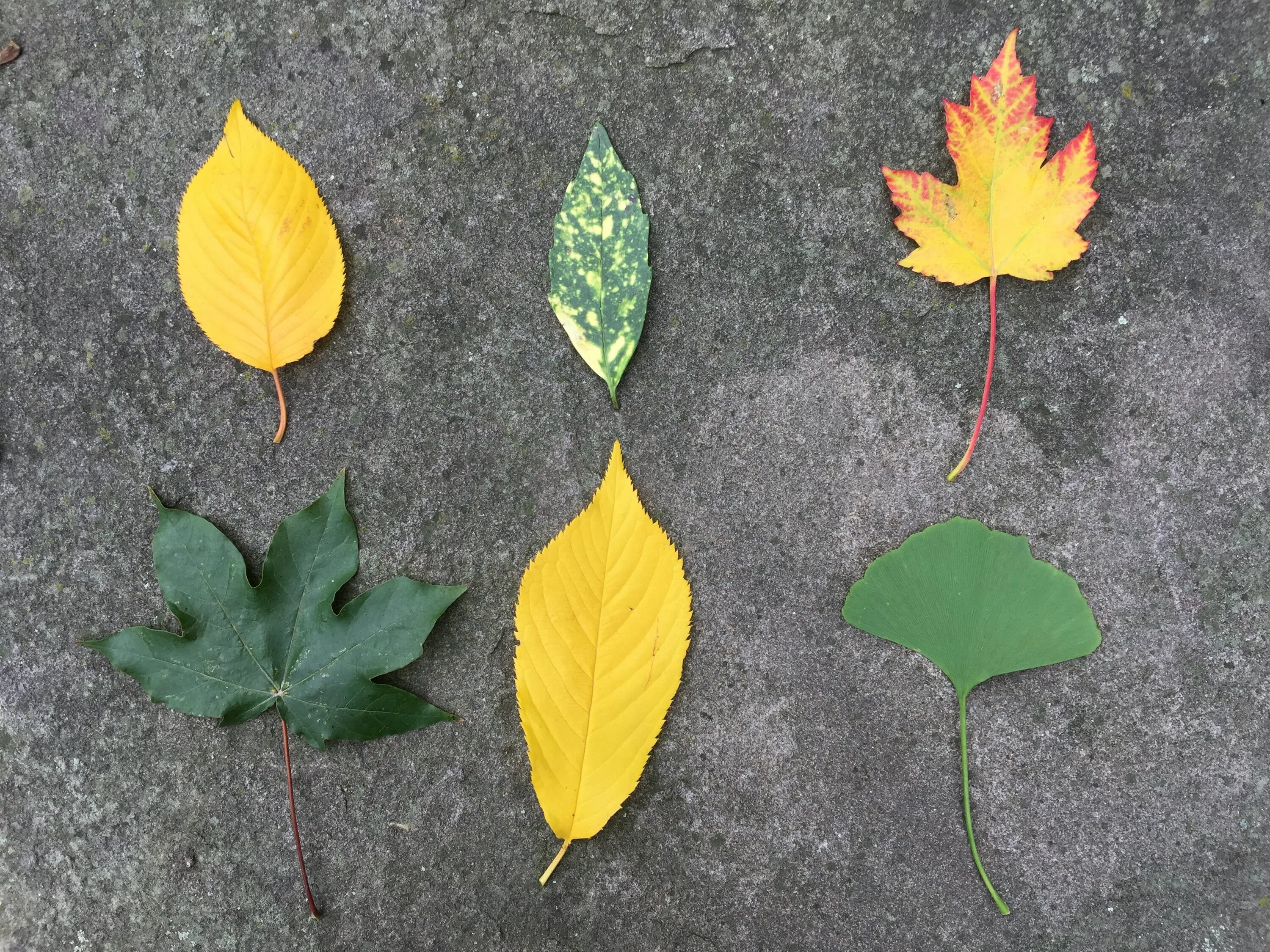 Заламинированные осенние листья. Ламинированные осенние листья. Лепесток дерева. Осенний лист ламинировать.