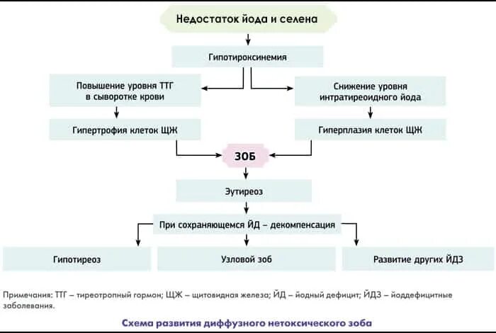 Повышенное ттг щитовидной. Патогенез йоддефицитных заболеваний. Патогенез диффузного токсического зоба схема. Структурно логическая схема щитовидной железы. Патогенез эндемического зоба схема.