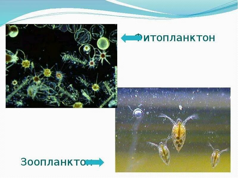 Фитопланктоном называют. Планктон зоопланктон. Планктон и фитопланктон. Зоопланктон и фитопланктон. Фитопланктон представители.