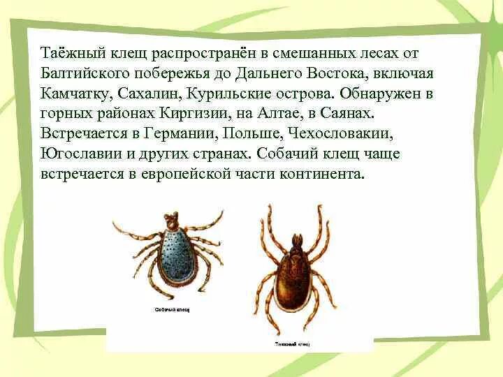 Представляют ли опасность для человека личинки таежного. Таежный клещ атлас определитель 2. Таежный клещ атлас определитель 2 класс. Клещевой энцефалит Таежный клещ. Атлас определитель Таежный клещ окружающий мир.