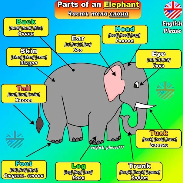 Карточки животные на английском. Elephant карточка на английском. Слон по английскому. Elephant карточка на английском. Слон транскрипция.