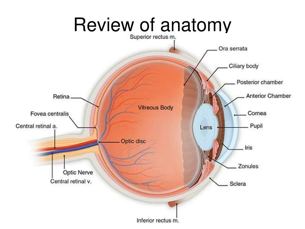 Структура сетчатки. Cornea Anatomy. Cornea arteries Eye. Индификатор - сетчатка глаз. Место в сетчатке напротив зрачка