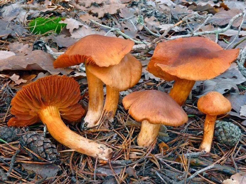 Паутинник оранжево-красный. Паутинник горный Cortinarius orellanus. Паутинник гриб оранжевый. Паутинник горный плюшевый. Рыжики и подосиновики