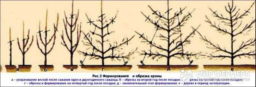 Обрезают ли саженцы яблони. Формировка кроны яблони. Саженец яблони формировка кроны. Формировка саженца яблони. Формировка кроны яблони осенью.