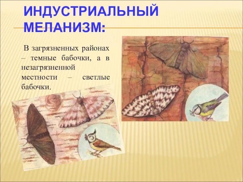 Индустриальный миларест. Березовая пяденица естественный отбор. Индустриальный меланизм бабочек пяденицы. Промышленный меланизм. Промышленный меланизм.
