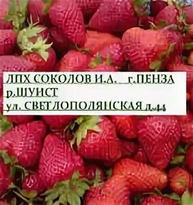 Питомник соколовых