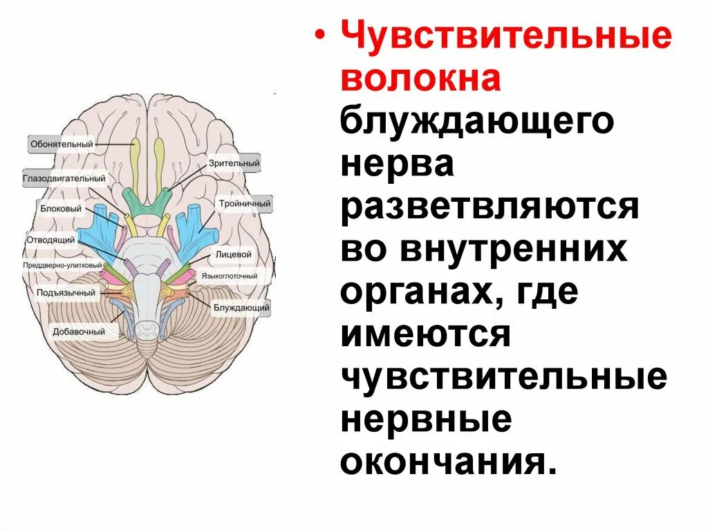 Чувствительные волокна черепных нервов. Блуждающий нерв чувствительные волокна. Чувствительные нервные волокна блуждающего нерва. Чувствительные Черепные нервы.